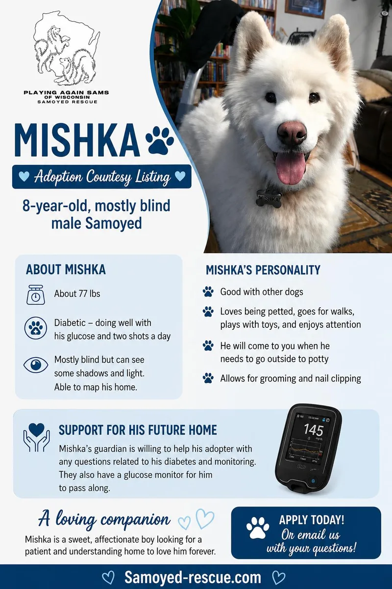 An adult large-sized male Samoyed dog named Mishka COURTESY LISTING for adoption in Milwaukee, WI