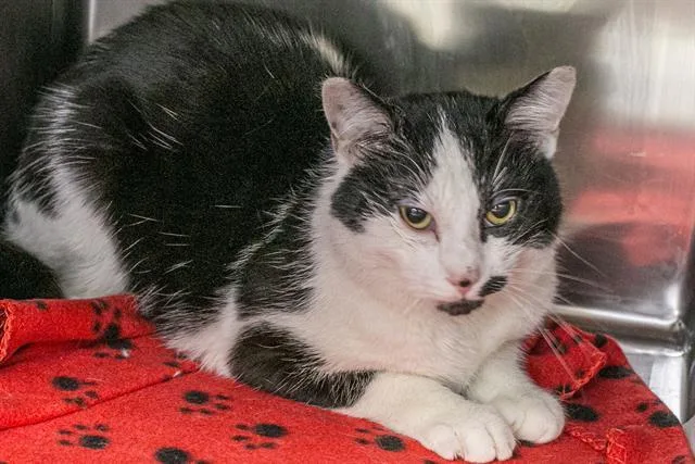 A young small-sized male Domestic Short Hair cat named Finn for adoption in Charlotte, NC