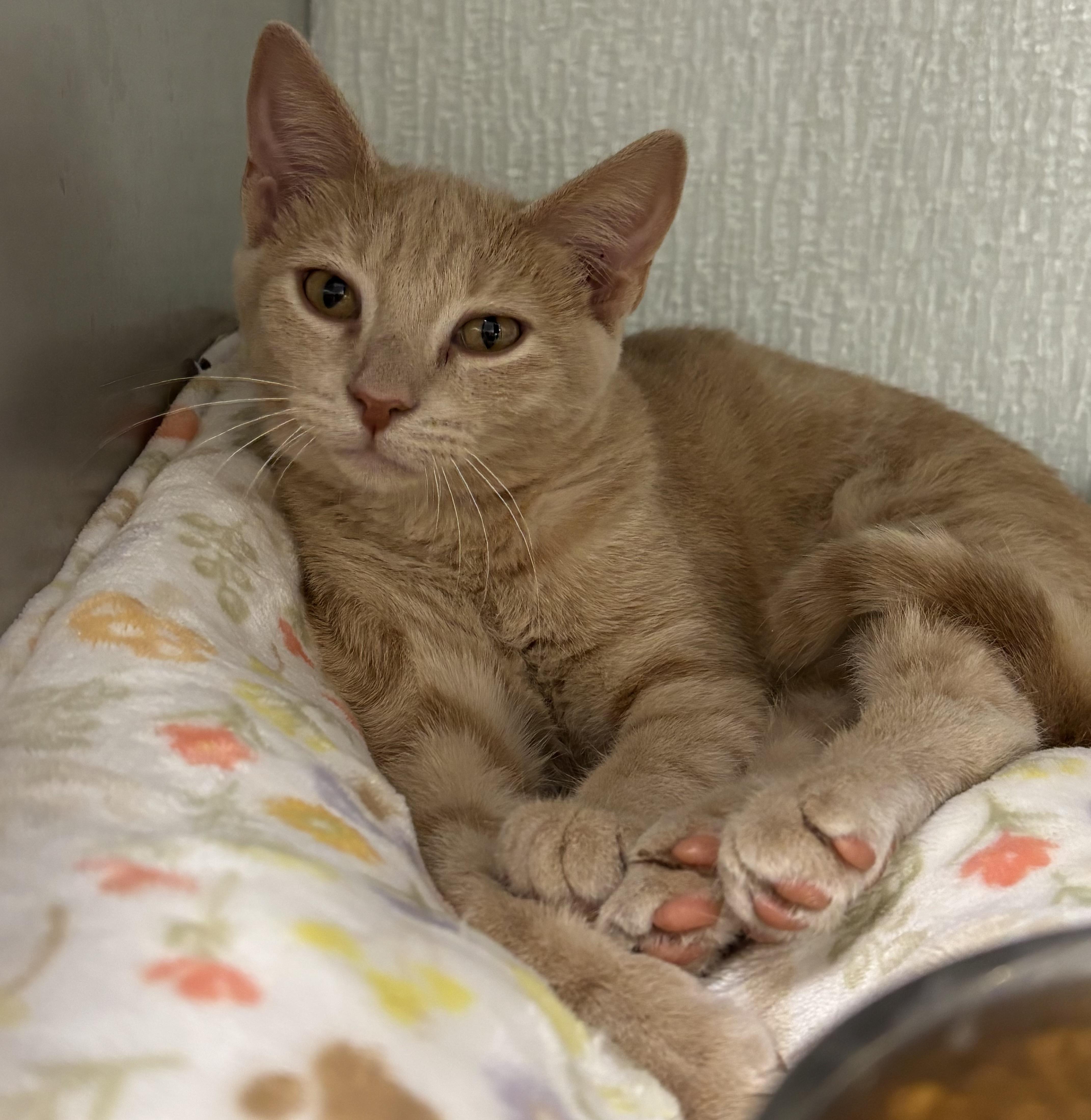A baby medium-sized male Domestic Short Hair cat named Butters for adoption in Danville, IN