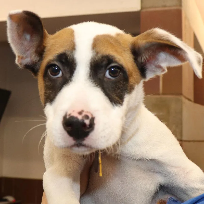 A baby small-sized male Mixed Breed dog named Stealth for adoption in Port Washington, NY