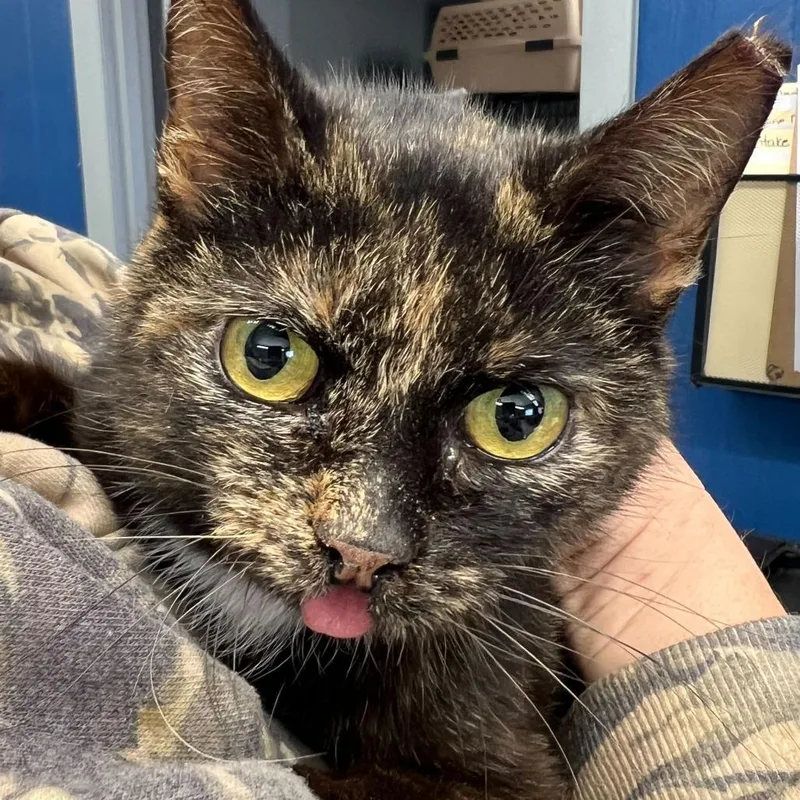 An adult medium-sized female Tortoiseshell Domestic Short Hair cat named Raspberry for adoption in Fairfax Station, VA