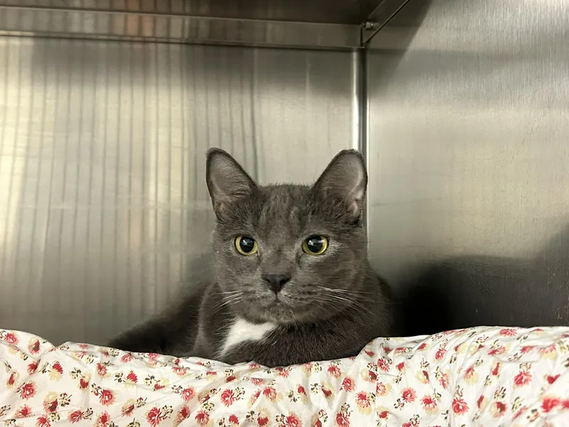 An adult medium-sized female Gray & White Domestic Short Hair cat named Garbo for adoption in Sudbury, MA