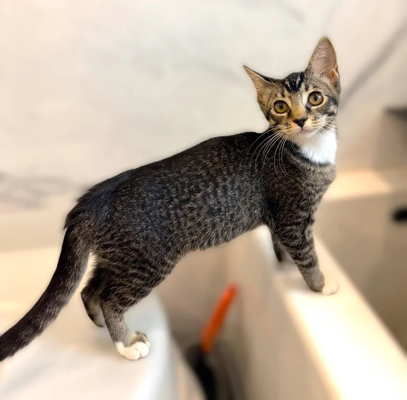 A baby medium-sized male Tabby cat named Lupini for adoption in Fort Myers, FL