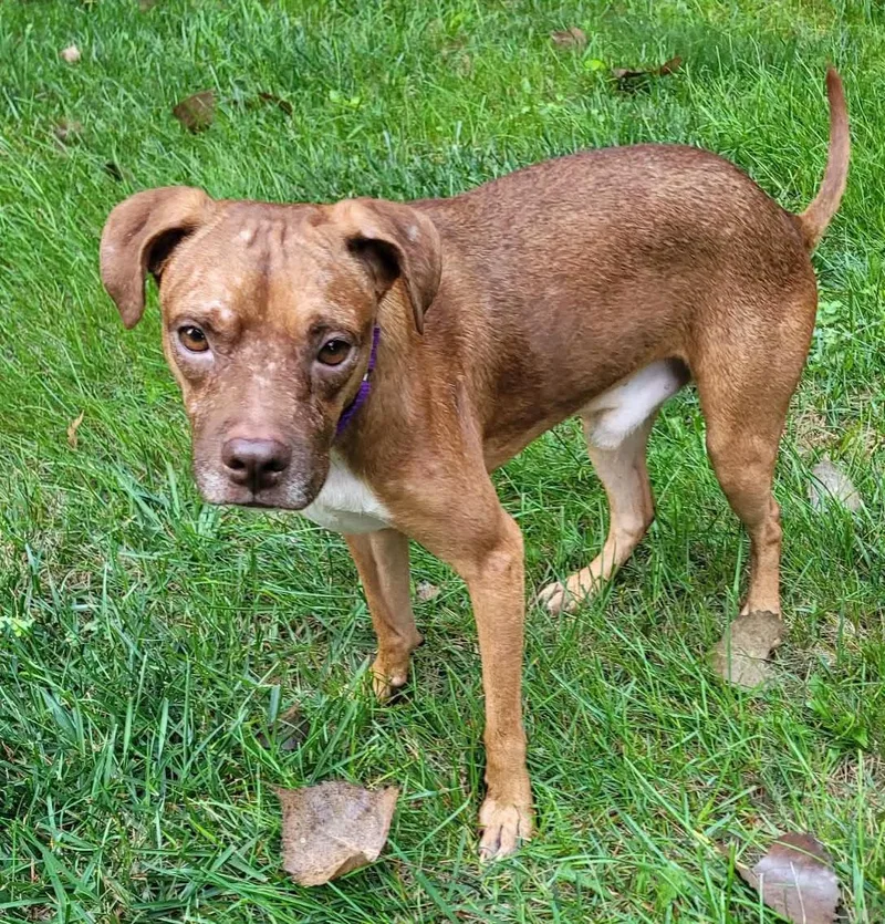 A young medium-sized male Terrier dog named Aj for adoption in Kansas City, KS