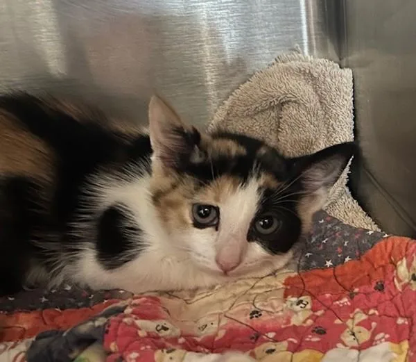 A baby medium-sized female Domestic Short Hair cat named Almond for adoption in Oceanside, CA