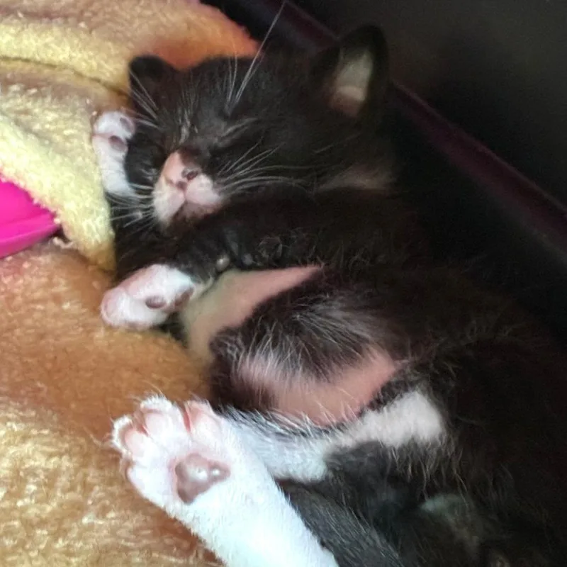 A baby medium-sized male Domestic Short Hair cat named Rowan for adoption in Durham, NC