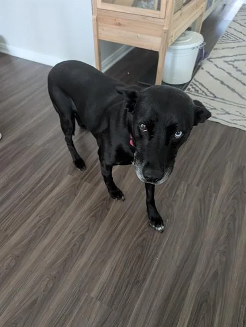 An adult medium-sized female Labrador Retriever dog named Gracie for adoption in Conroe, TX