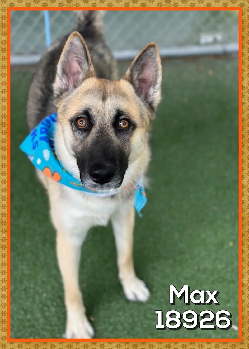 A baby medium-sized male Black German Shepherd Dog dog named Max for adoption in Marietta, GA