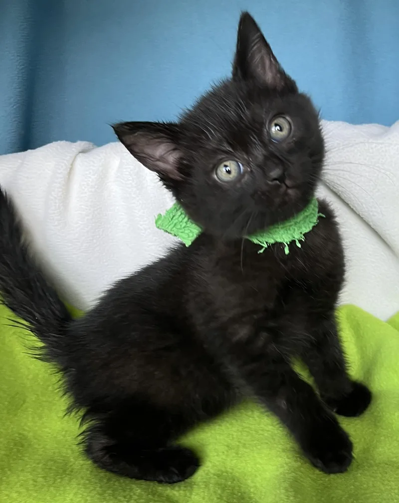 A baby medium-sized male Domestic Short Hair cat named Miso for adoption in Lyle, WA