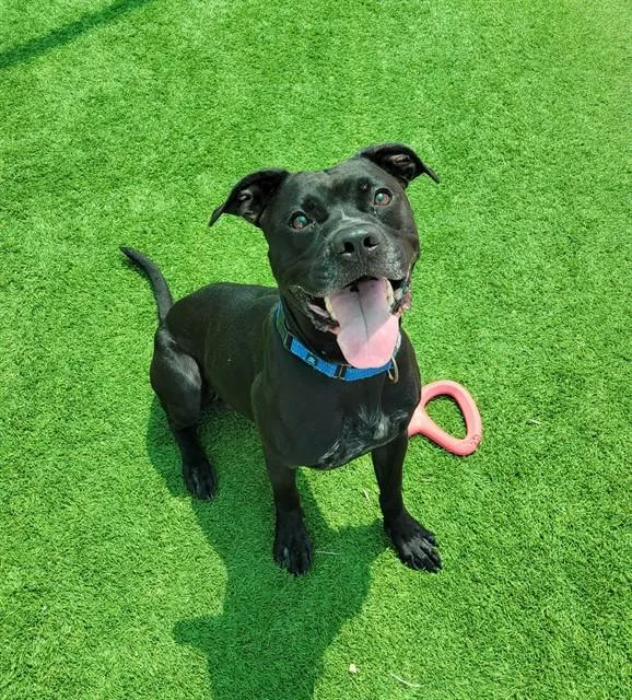 An adult large-sized male Pit Bull Terrier dog named Dozer for adoption in Sarasota, FL