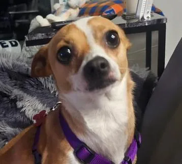An adult small-sized male Tricolor (Brown, Black, & White) Chihuahua dog named Scooter for adoption in Orlando, FL