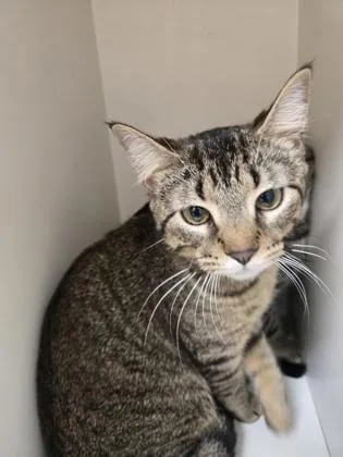 A young small-sized female Domestic Short Hair cat named Buttercup for adoption in Westland, MI