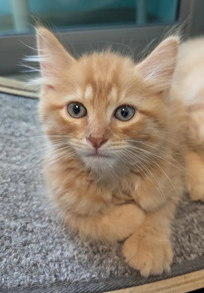 A baby small-sized male Domestic Short Hair cat named Sparks for adoption in Cape Coral, FL