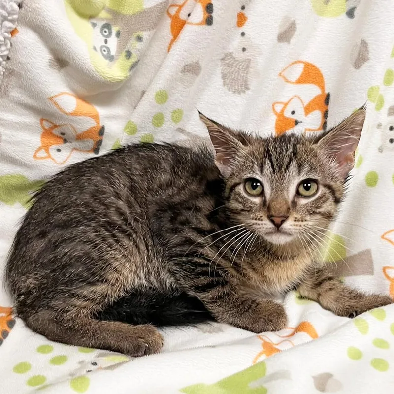 Thornton thumbnail 2