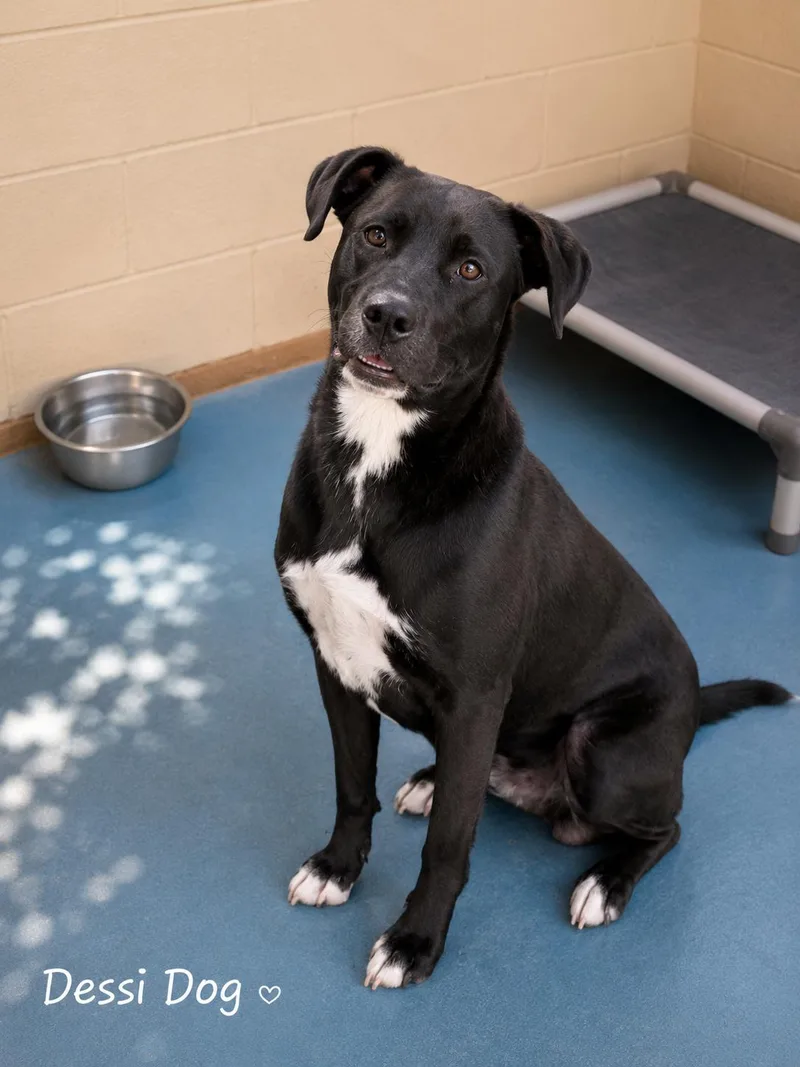 An adult large-sized male Black Labrador Retriever dog named Dessi Dog for adoption in Sylacauga, AL
