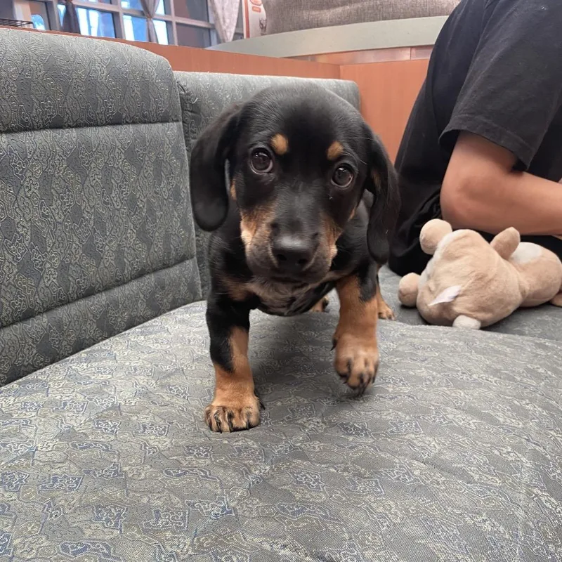 A baby small-sized male Black Dachshund dog named Wagsstray for adoption in Westminster, CA