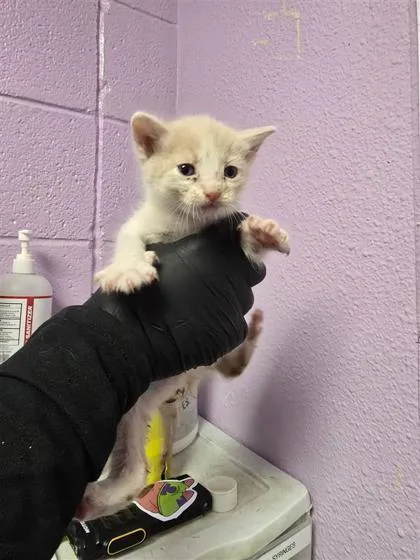A baby small-sized female Orange / Red Domestic Short Hair cat named 60885957 for adoption in El Paso, TX