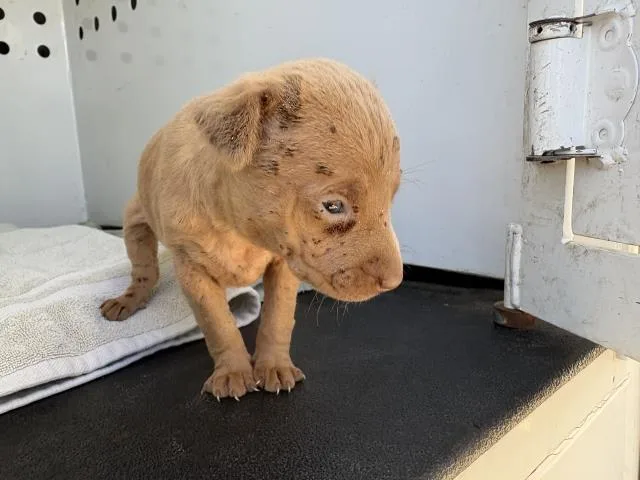 A baby small-sized female Chihuahua dog named Speck for adoption in Riverside, CA