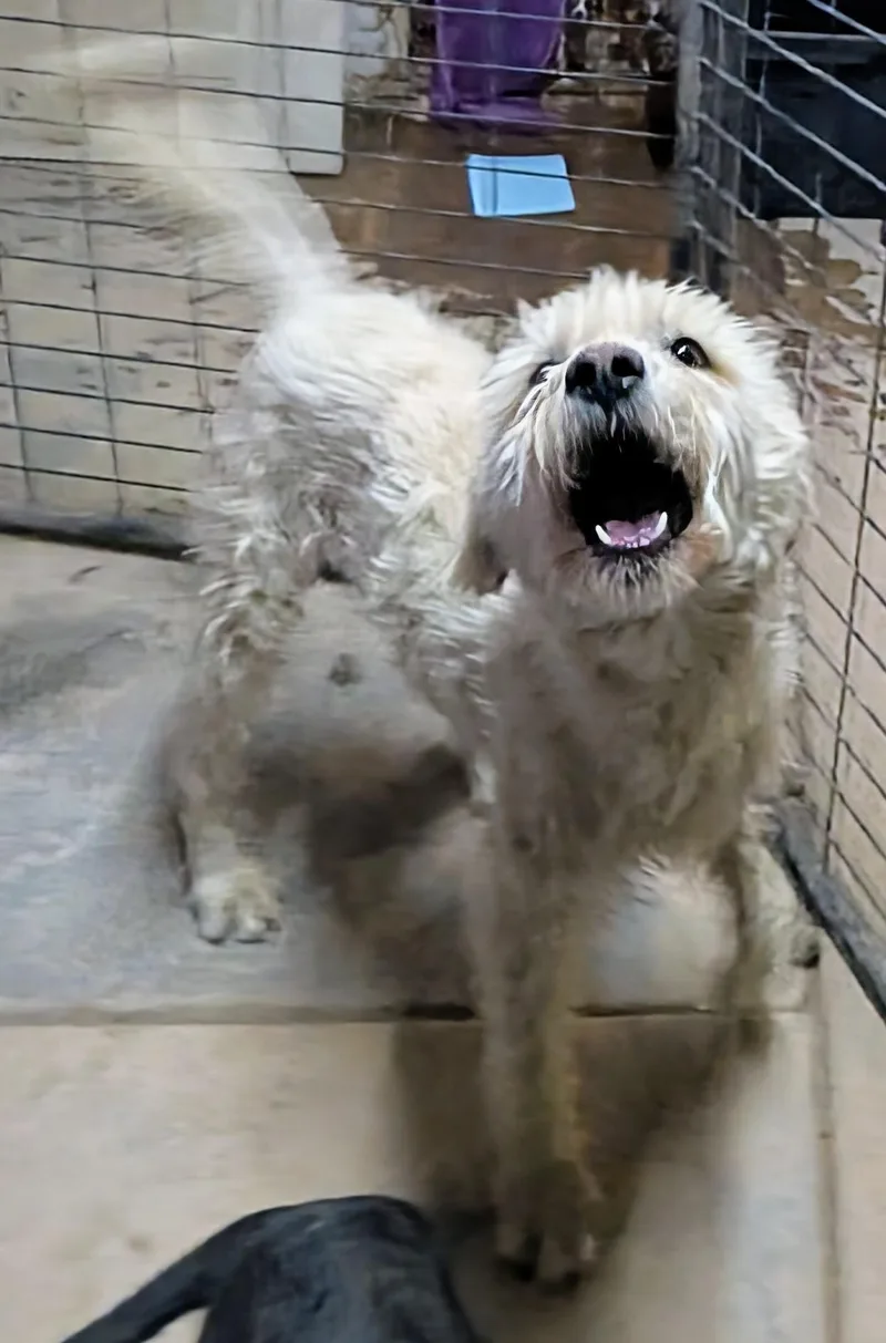 Blanca