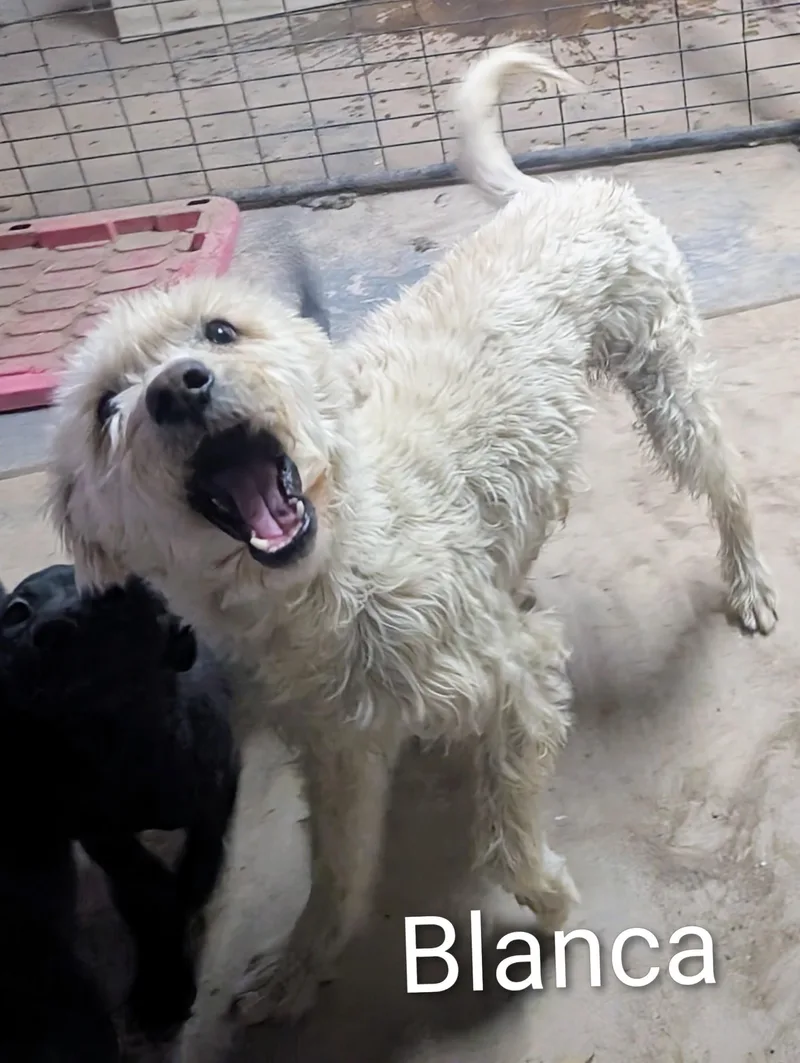 Blanca thumbnail 4