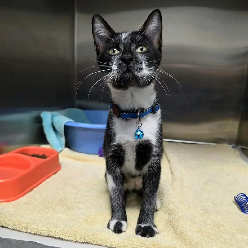 A baby medium-sized male Black & White / Tuxedo Domestic Short Hair cat named Mario for adoption in Umatilla, FL