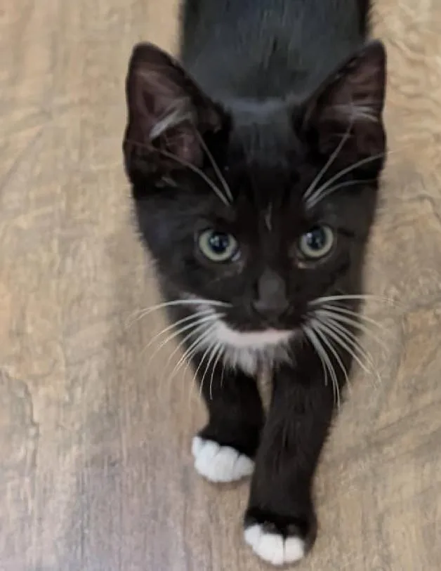 A baby medium-sized male Black & White / Tuxedo Domestic Short Hair cat named Indie for adoption in Grove City, OH