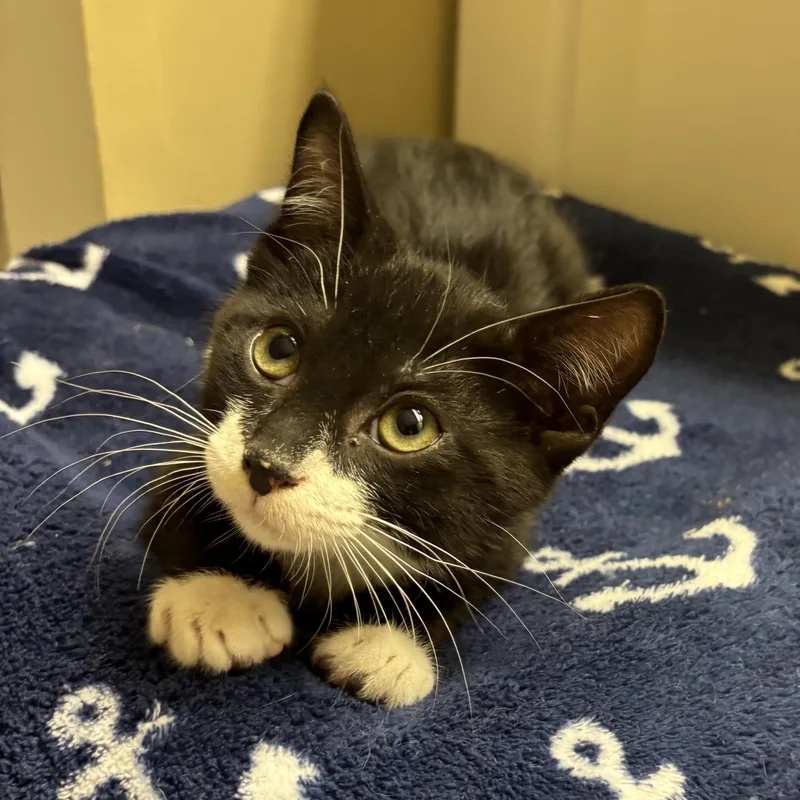 A baby medium-sized male Black & White / Tuxedo Domestic Short Hair cat named Gonzo for adoption in jacksonville, FL