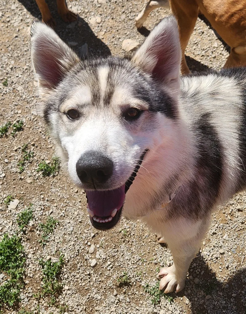 An adult large-sized male Gray / Blue / Silver Alaskan Malamute dog named Vail for adoption in Berea, KY
