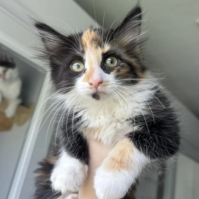 A baby small-sized female Calico Domestic Short Hair cat named Sprinkles for adoption in St. Louis, MO