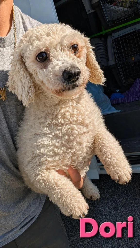 An adult small-sized female Bichon Frise dog named Dori for adoption in Lima, OH