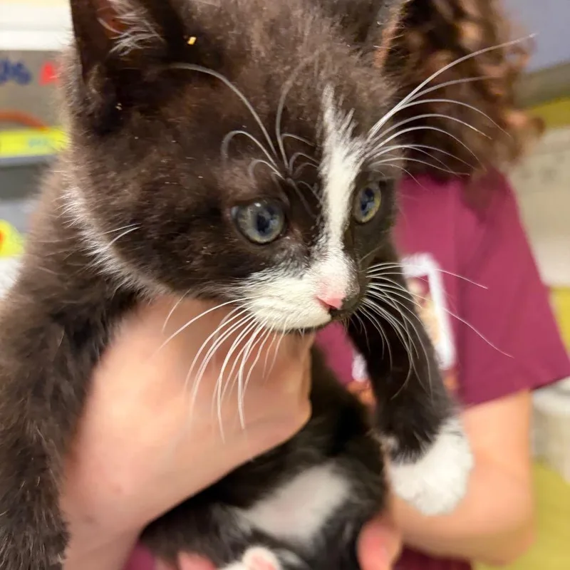 A baby small-sized male Black Domestic Short Hair cat named Crinkle Cookie for adoption in Charlottesville, VA