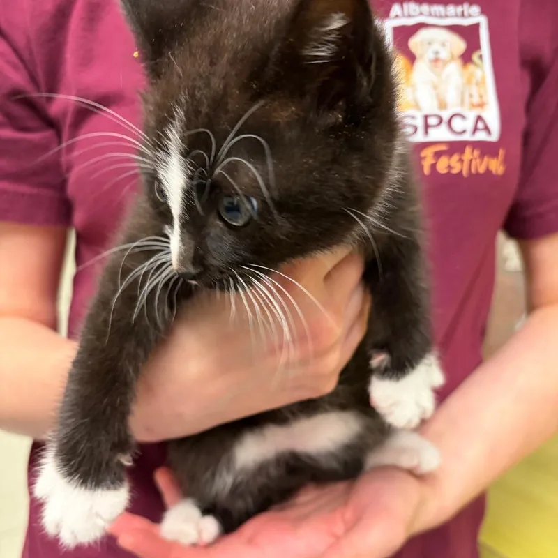 Crinkle Cookie thumbnail 2