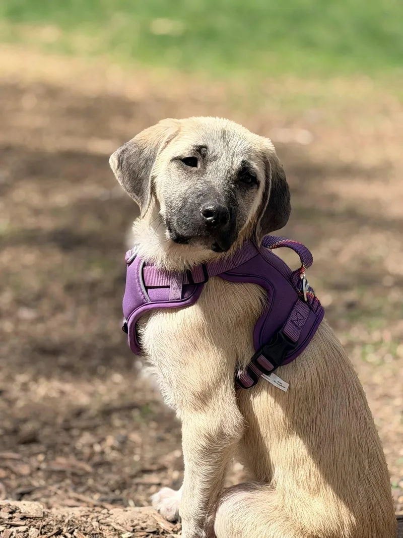 A baby large-sized female Mastiff dog named Macie for adoption in Mankato, MN
