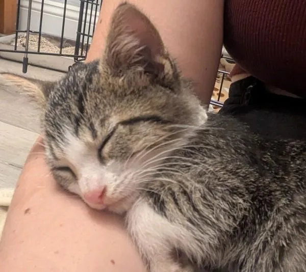 A baby small-sized male Domestic Short Hair cat named Cumin for adoption in Oakland, CA