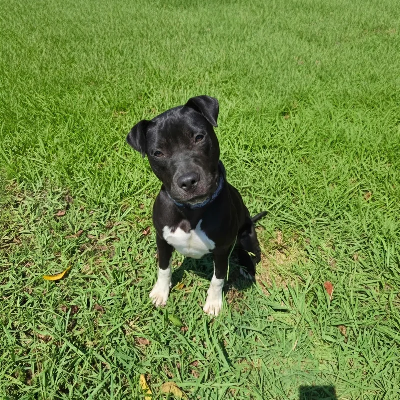 A young medium-sized female Black Terrier dog named Lu Lu for adoption in Chicopee, MA