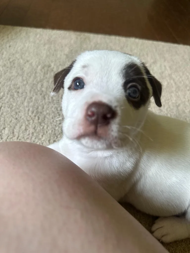 A baby small-sized female American Staffordshire Terrier dog named Olive Oyl for adoption in Newnan, GA
