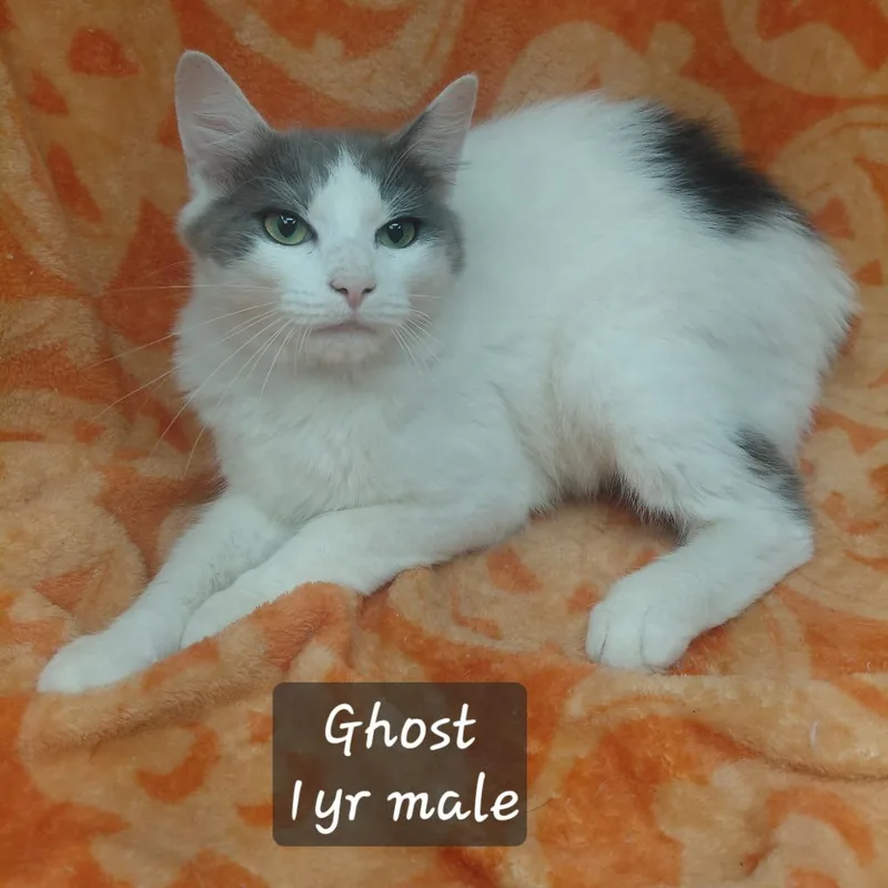 A young small-sized male Domestic Short Hair cat named Ghost for adoption in New Tazewell, TN
