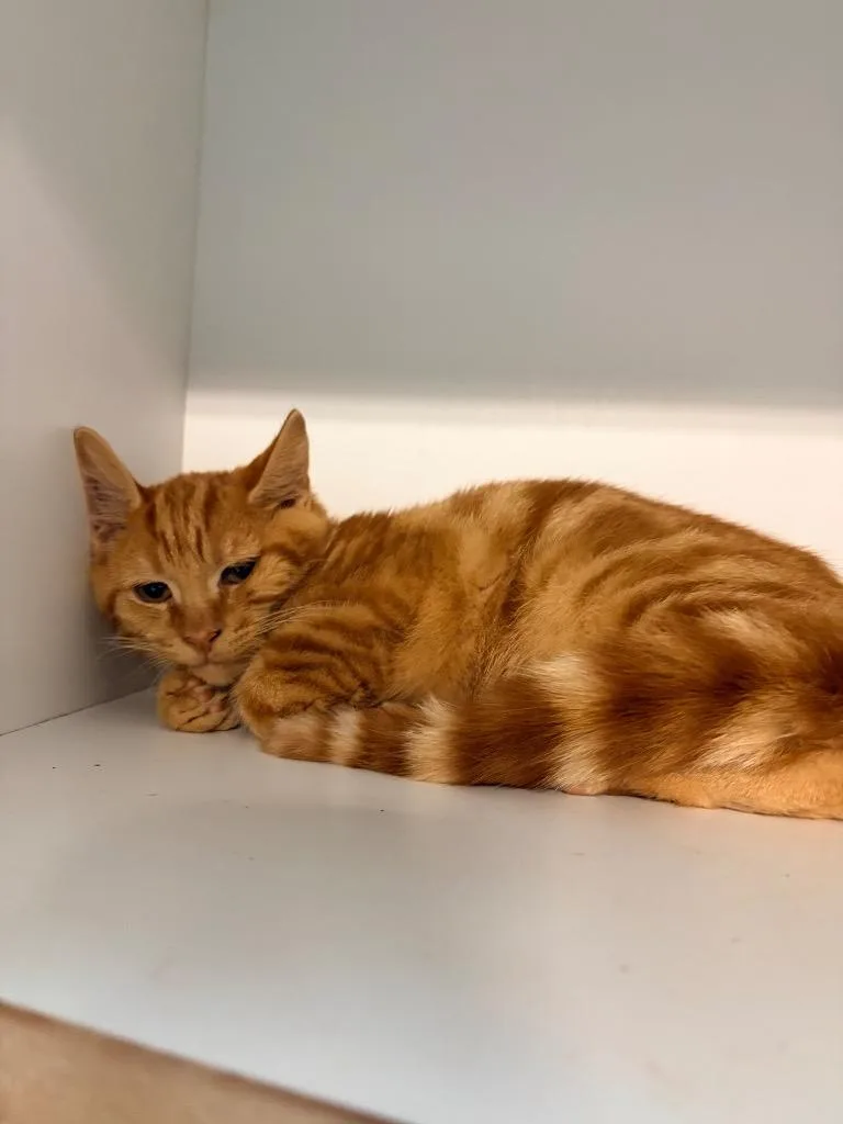 A baby medium-sized male Domestic Short Hair cat named Cheddar for adoption in Huntington, IN