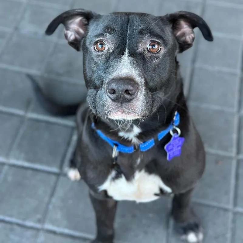 Montclair thumbnail 3