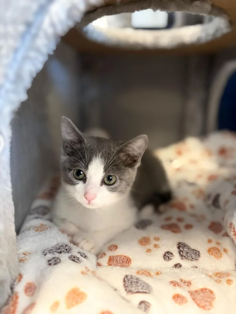 A baby medium-sized male Domestic Short Hair cat named Bada Bing for adoption in Athens, AL