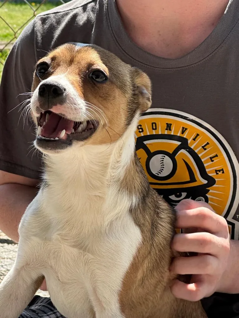 A young medium-sized male Chihuahua dog named Dozer for adoption in Russellville, KY