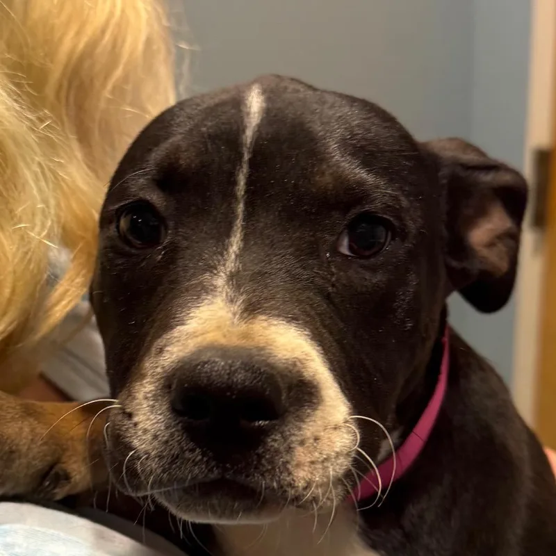 A baby small-sized female Black Mixed Breed dog named Yeti for adoption in Chattanooga, TN
