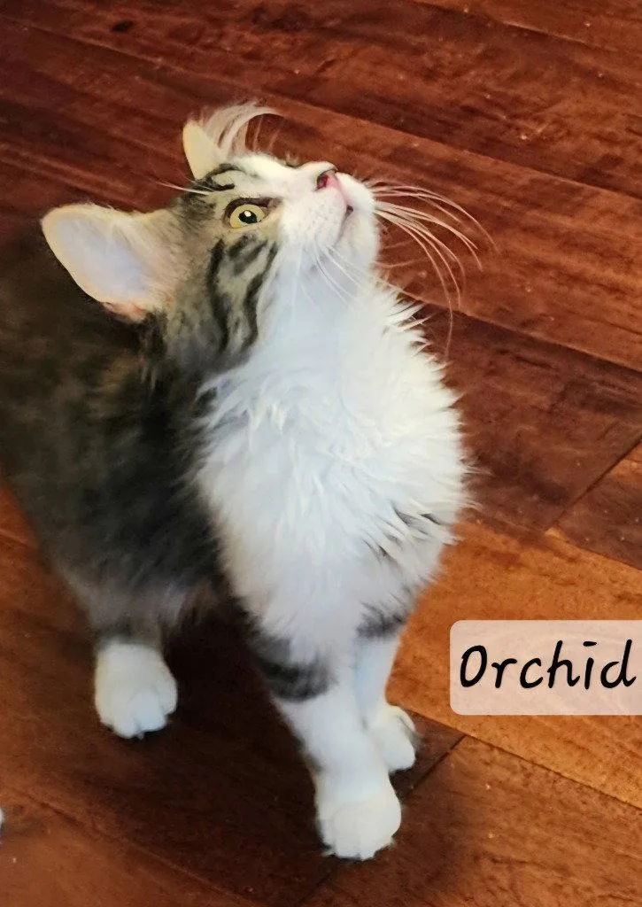 A baby small-sized female Domestic Long Hair cat named Orchid for adoption in Ellijay, GA