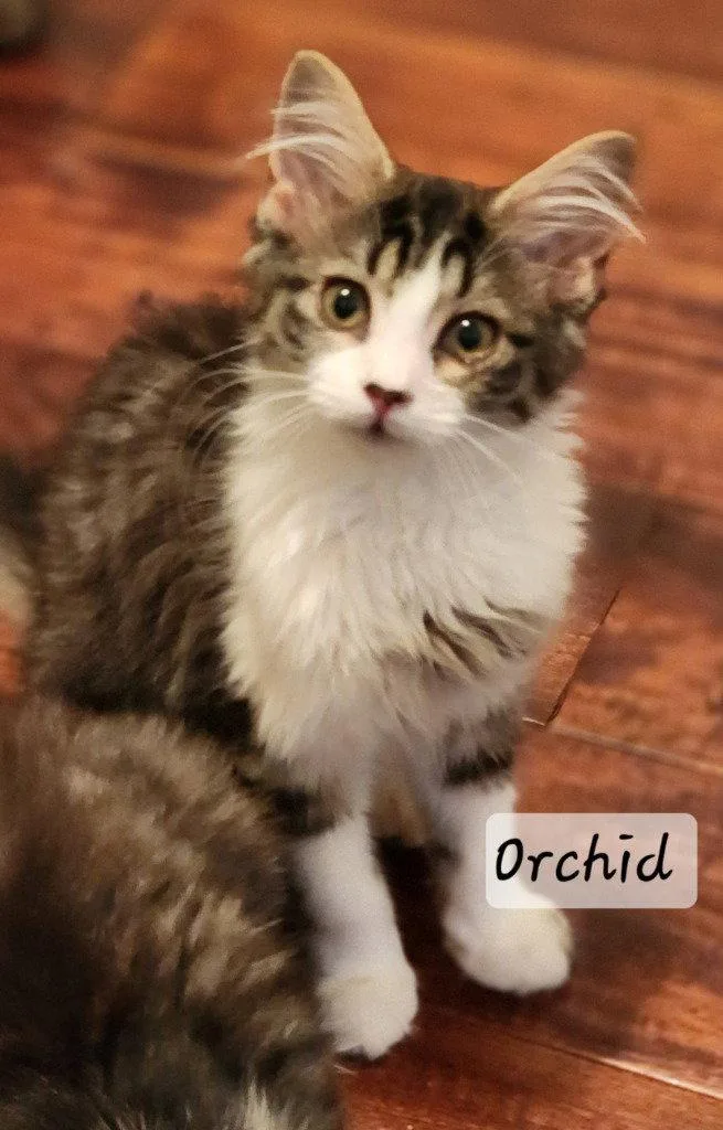 Orchid thumbnail 2