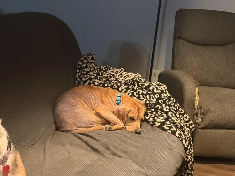 An adult medium-sized female Beagle dog named Cinnabon for adoption in Byron, IL