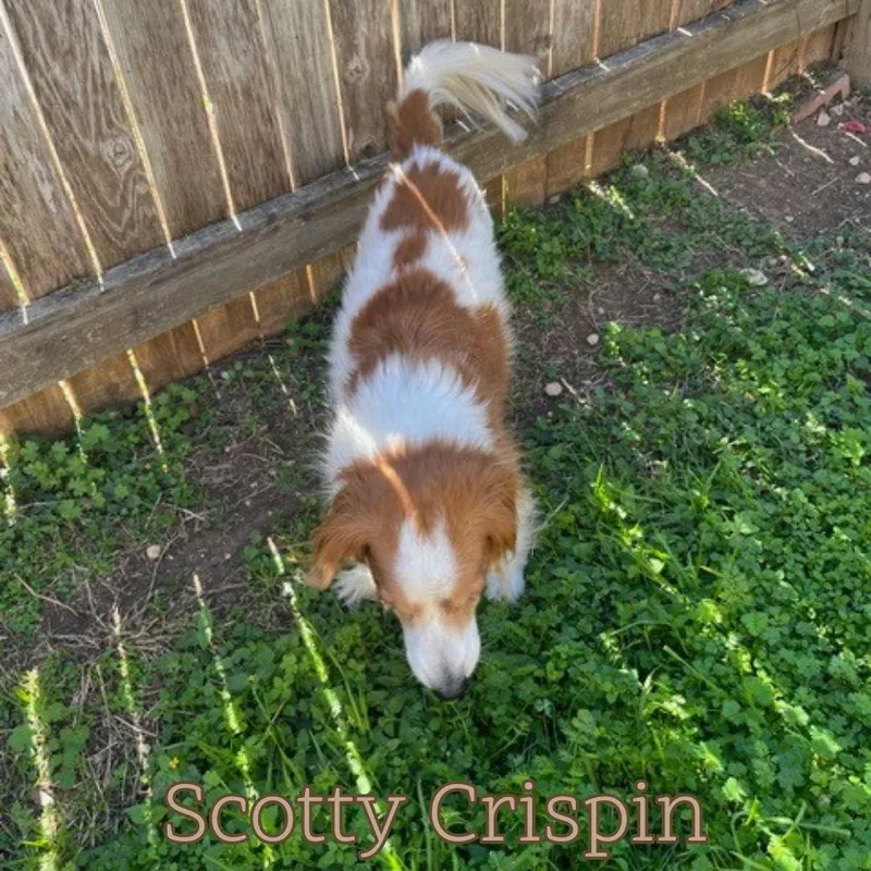 Scotty Crispin