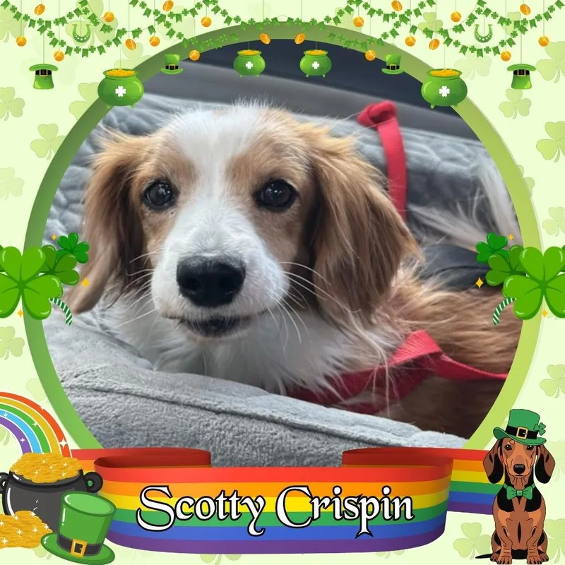 Scotty Crispin thumbnail 2