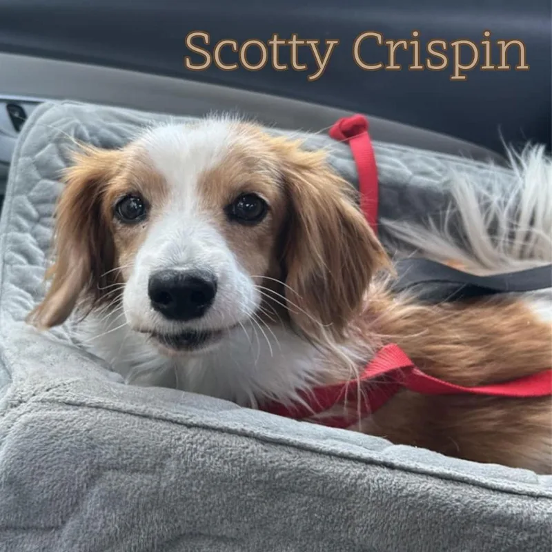 Scotty Crispin thumbnail 3