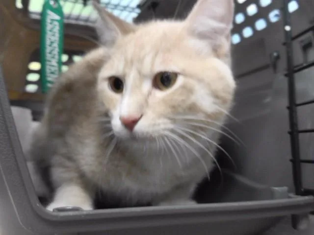 A young medium-sized male Domestic Short Hair cat named Big Jeep for adoption in Omaha, NE