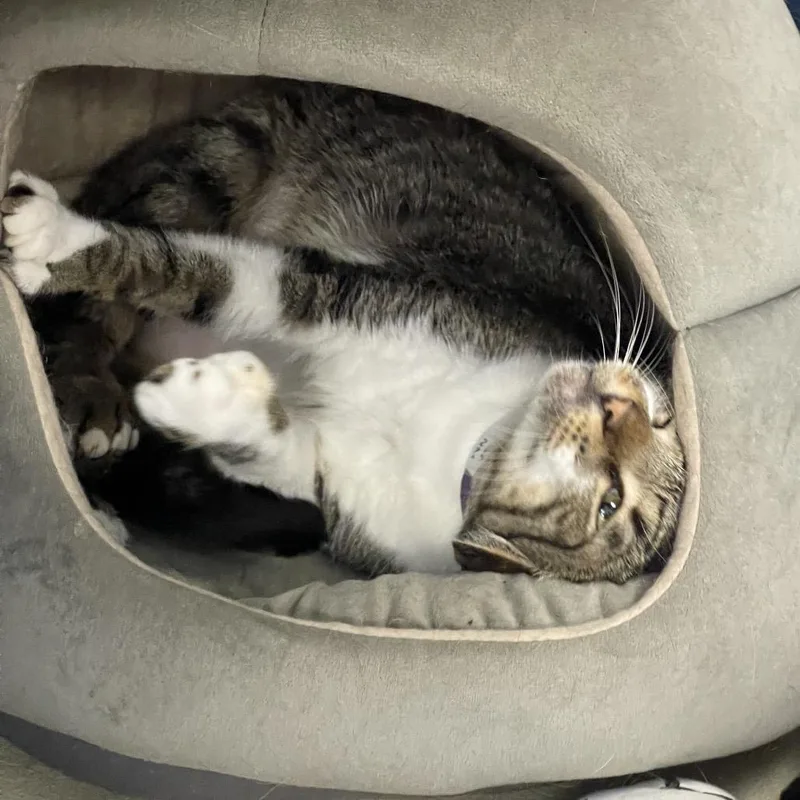 An adult large-sized male Brown / Chocolate Extra-Toes Cat / Hemingway Polydactyl cat named Nero for adoption in Tulsa, OK